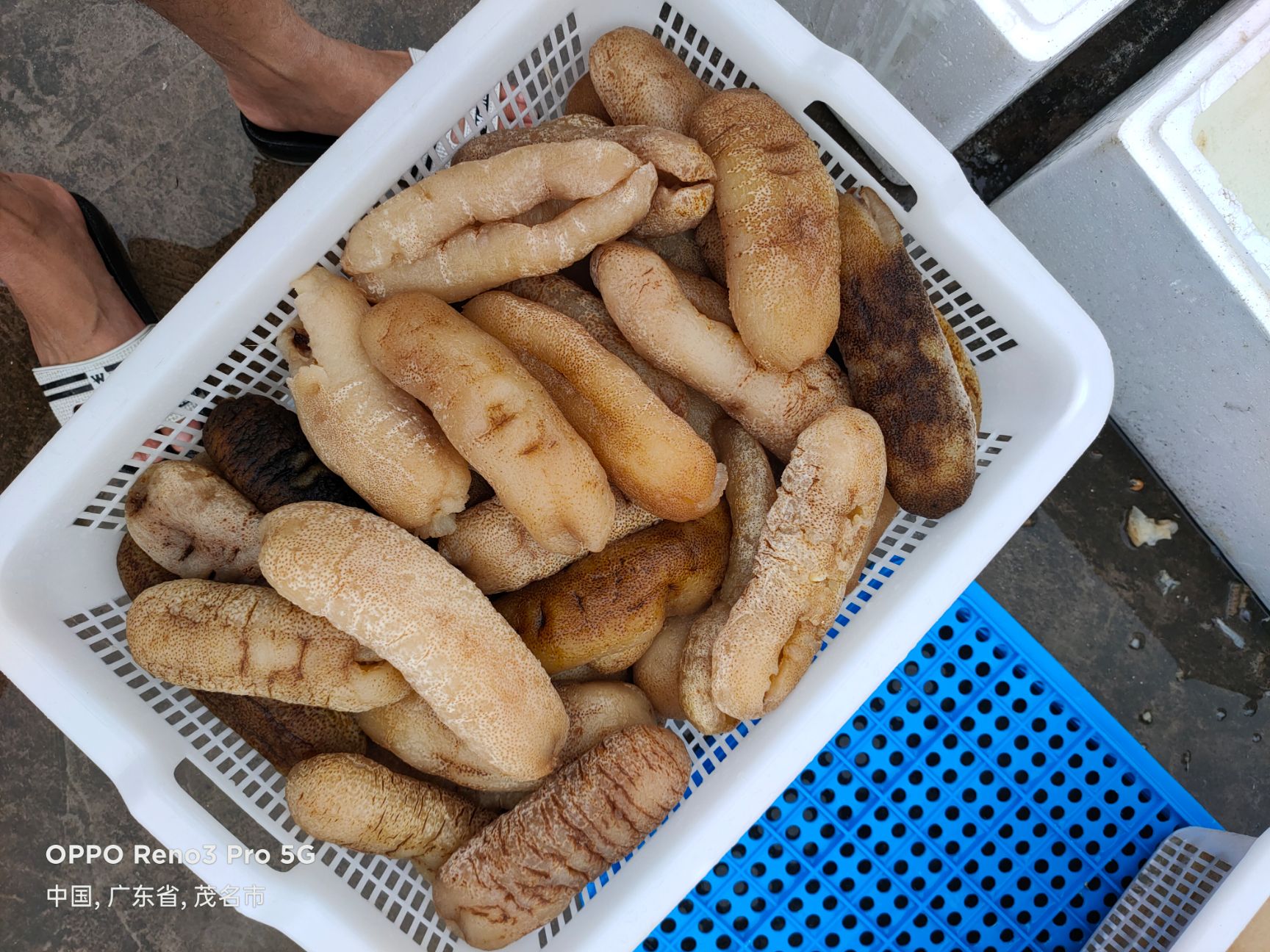 海参  大赤参，肉质肥厚，红烧，煲汤，爽口有嚼劲。