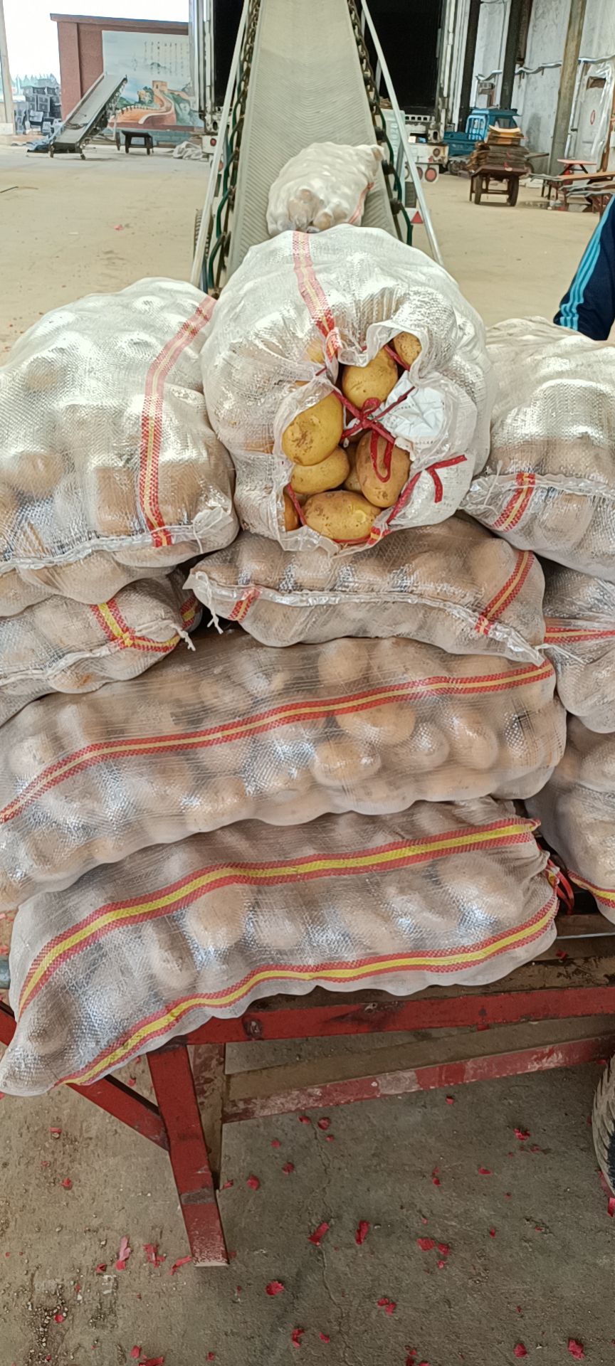 荷兰土豆  精品1-3，2-4黄皮黄心土豆，量大质优