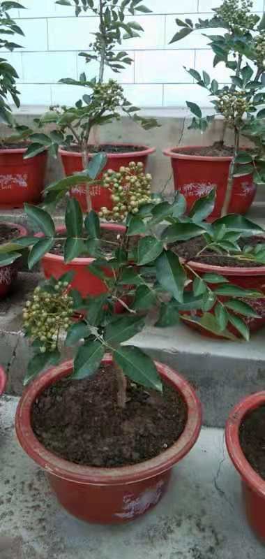 陇南无刺花椒苗  陇南武都花椒
