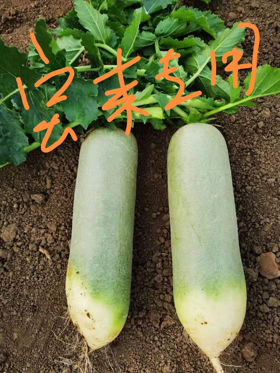 三系杂交水果萝卜种子靓品翠绿品质甜翠小根型皮肉翠绿色密