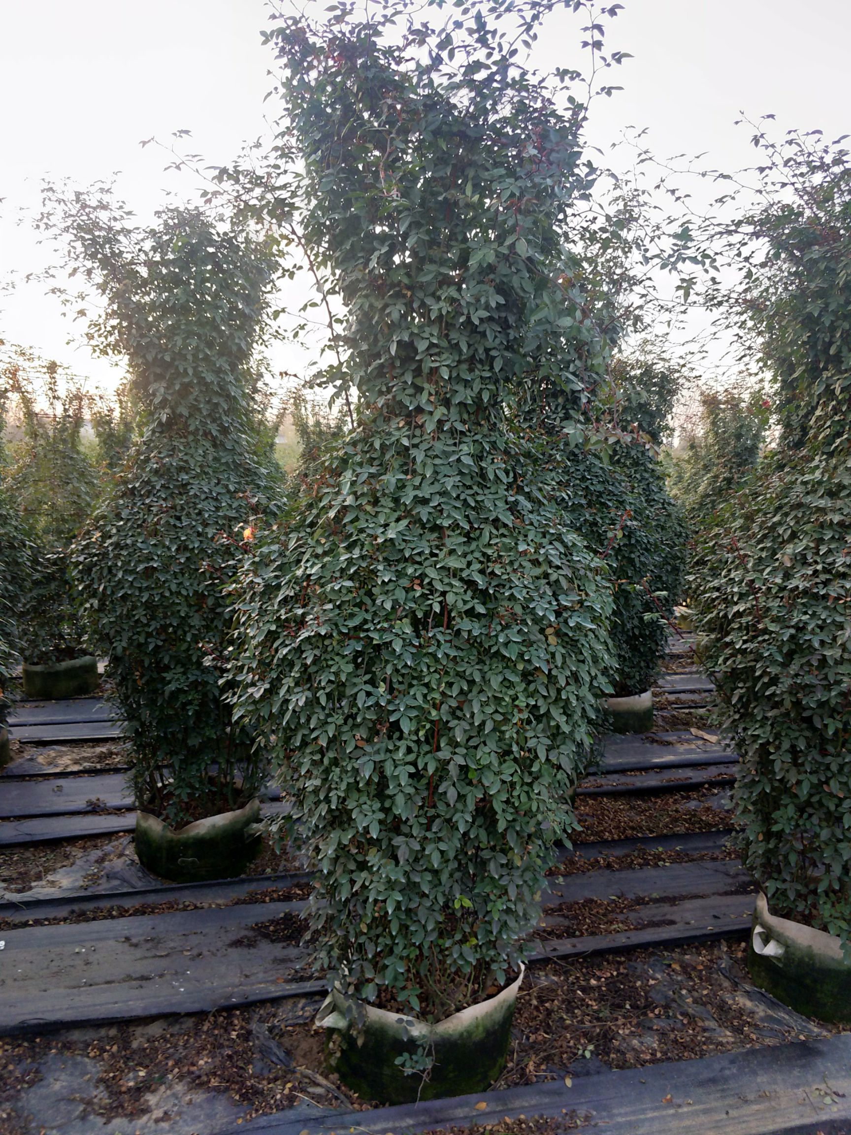 月季花瓶 造型月季 安吉拉 藤彩虹 夏令营 小女孩 基地直供