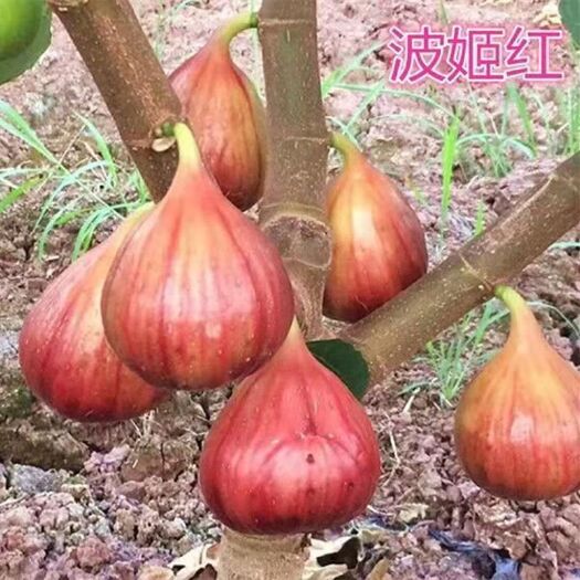 大姚县波姬红无花果苗  精选波姬红无花果树苗。南北可种植