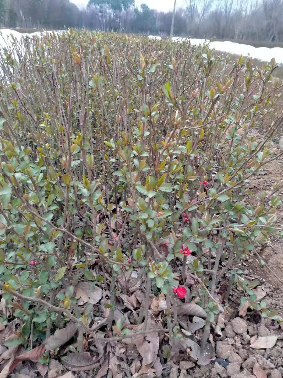 营养钵贴梗海棠，贴梗海棠产地直销，贴梗海棠基地直供，陕西海棠
