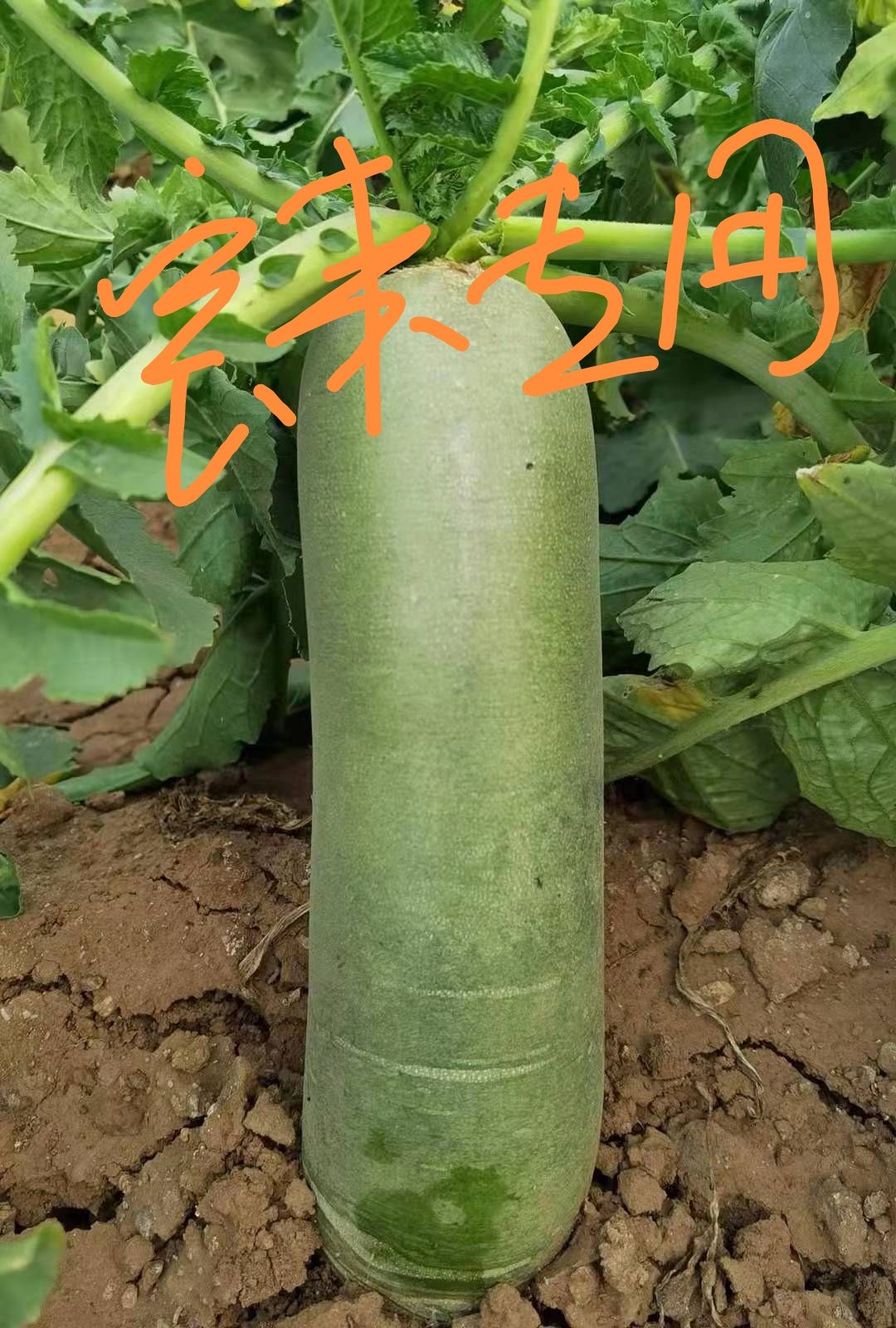 靓品改良水果萝卜种子秀丽根皮绿色表皮光滑肉色翠绿生食翠甜