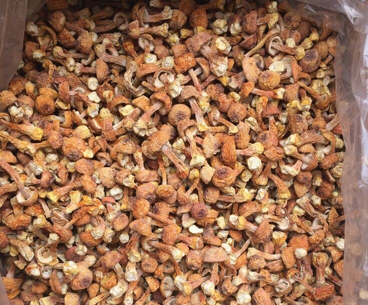 干松茸 今年新货姬松茸无熏硫食用野生菌菌干货松茸干货仿野生菌