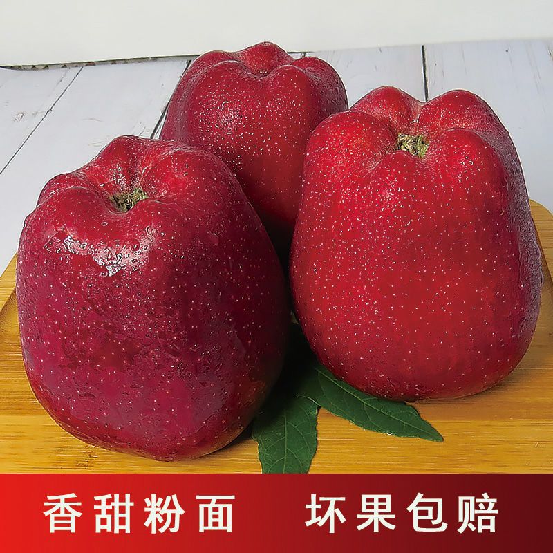 甘肃花牛苹果批发整箱粉面刮泥应季现摘新鲜苹果水果（包邮）
