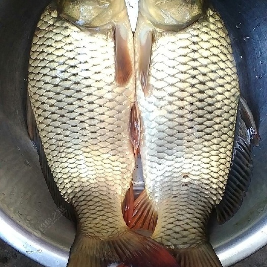 东营 鲤鱼