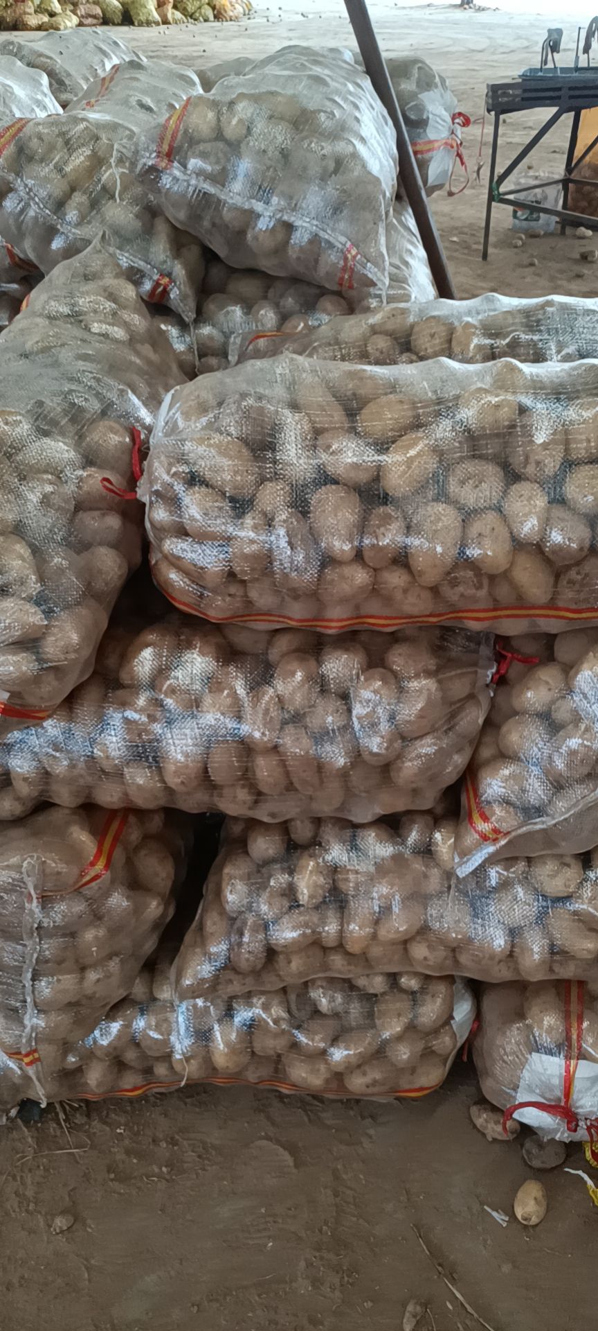 荷兰土豆  精品1-3，2-4黄皮黄心土豆，量大质优