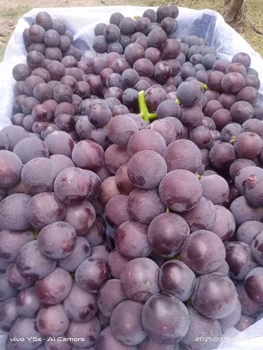 威县 夏黑葡萄京亚葡萄大量上市