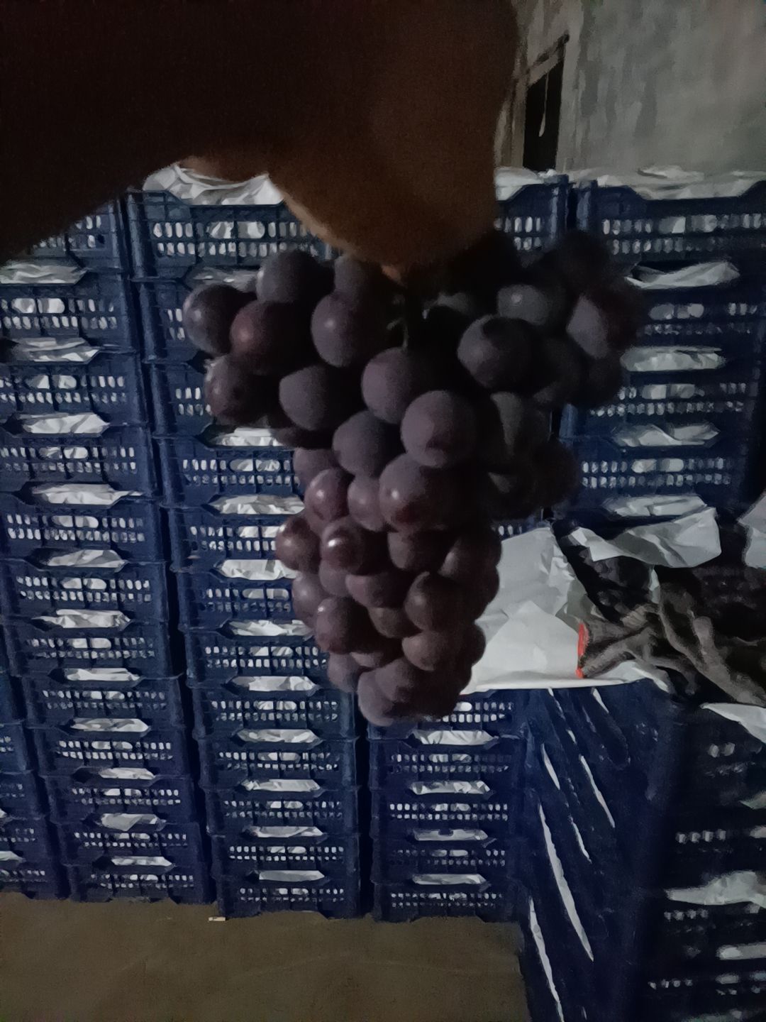 户太八号  沪太八号葡萄