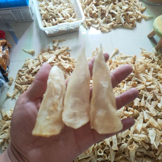  巴西胶筒，泡发肉质厚实，有白花胶之称，炖牛奶花胶冻必备品。