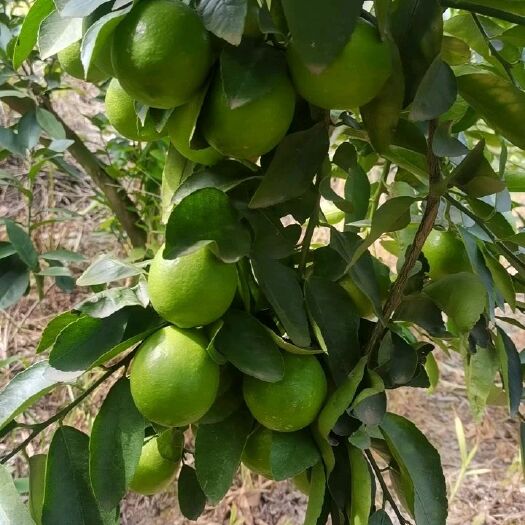 博罗县无籽青柠檬