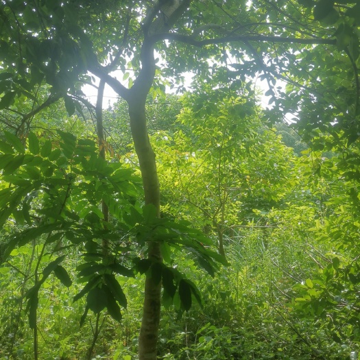 平南县红果冬青  大量供红棵冬青