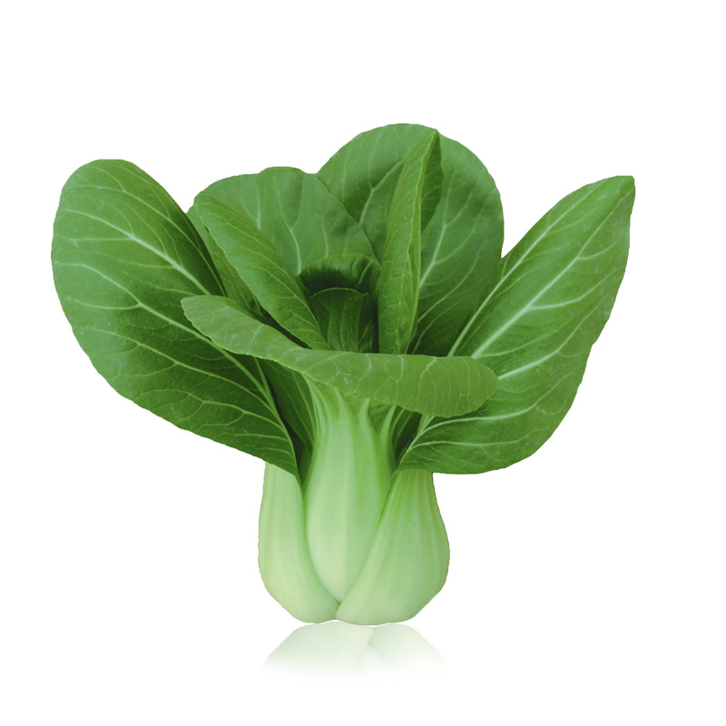  上海青 基地直发 每天可供万斤