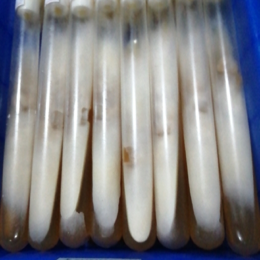 西平县香菇菌种！一级母种！pDA培养基！20㎜X180㎜试管母种！