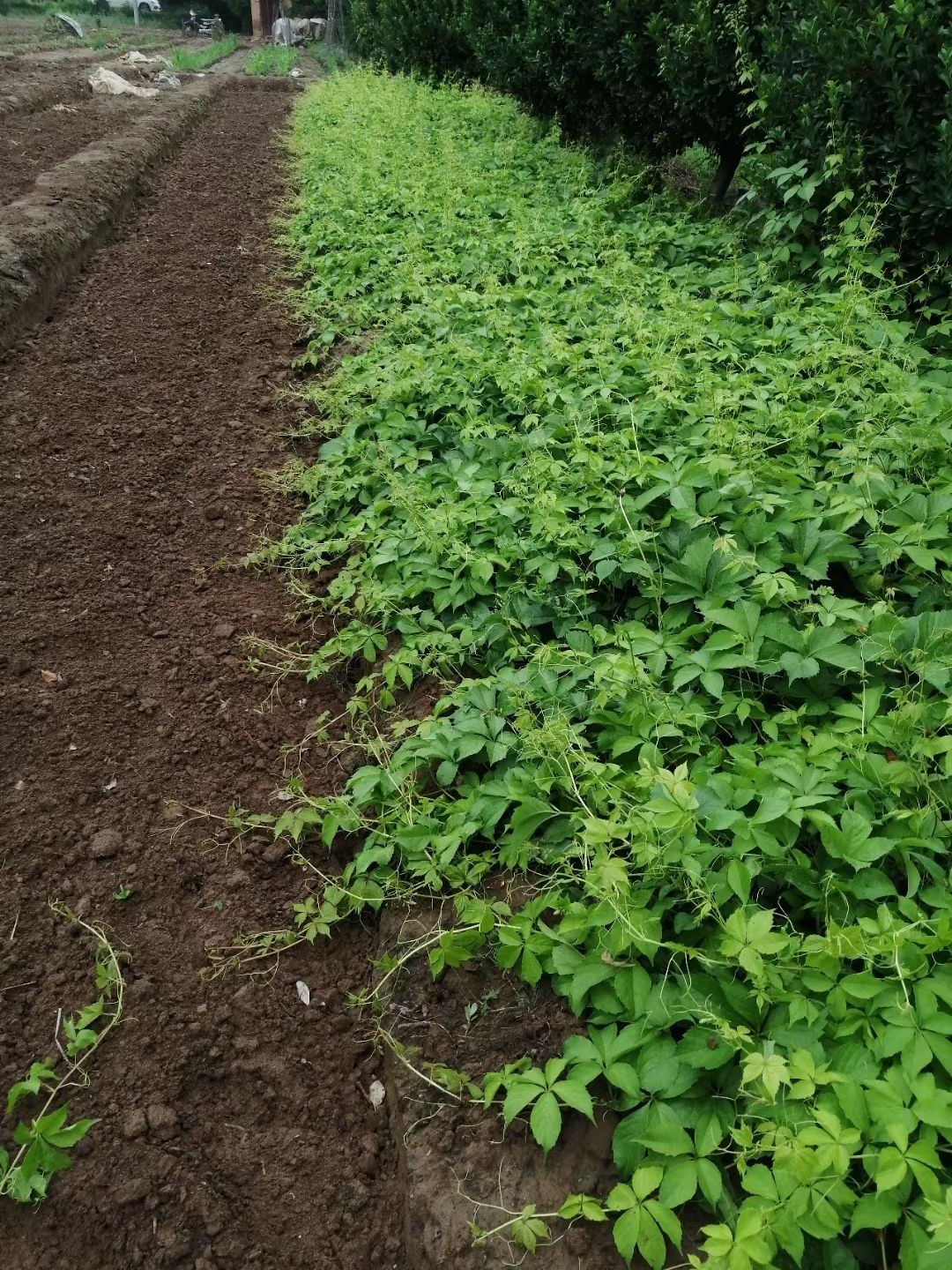 陕西爬山虎，爬山虎直销，营养钵，容器苗，爬山虎，爬墙虎