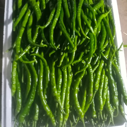 商丘鲜辣椒  线椒  8号  有货  有量