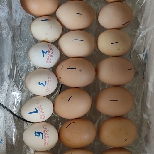 双江县鸡种蛋  欧血纯种婆罗门