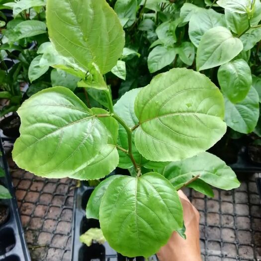 灵山县黄金百香果苗  脱毒营养杯钦密9号嫁接苗