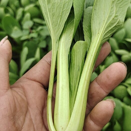 睢县 小青菜，上海青产地直发