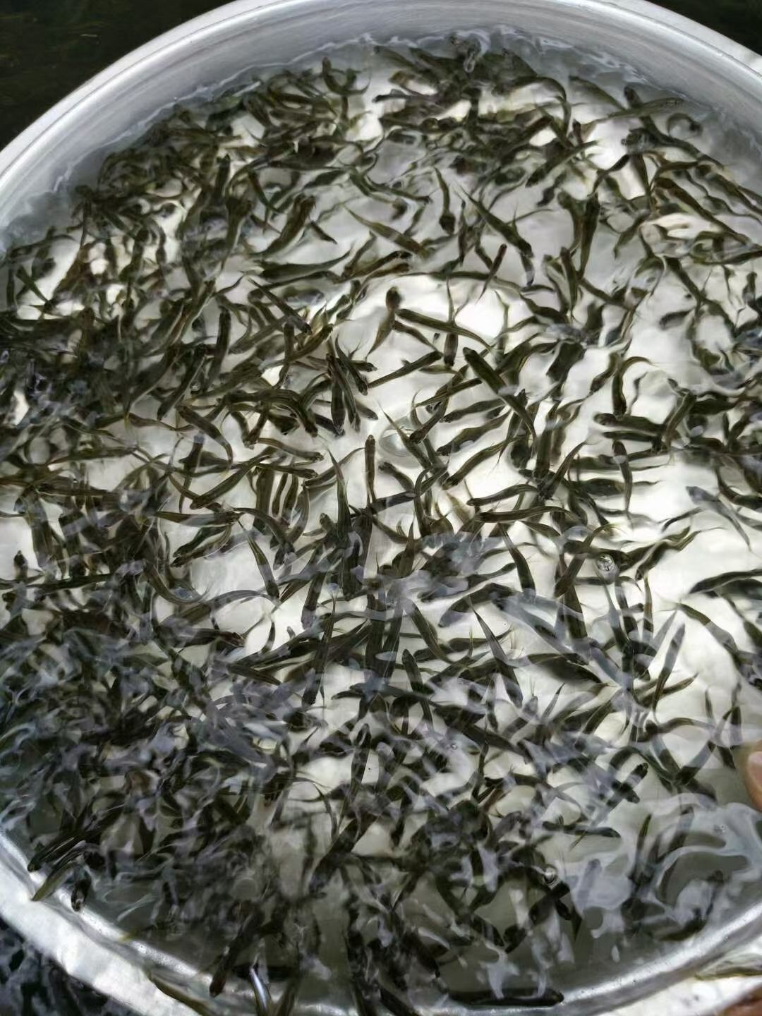  马口鱼苗