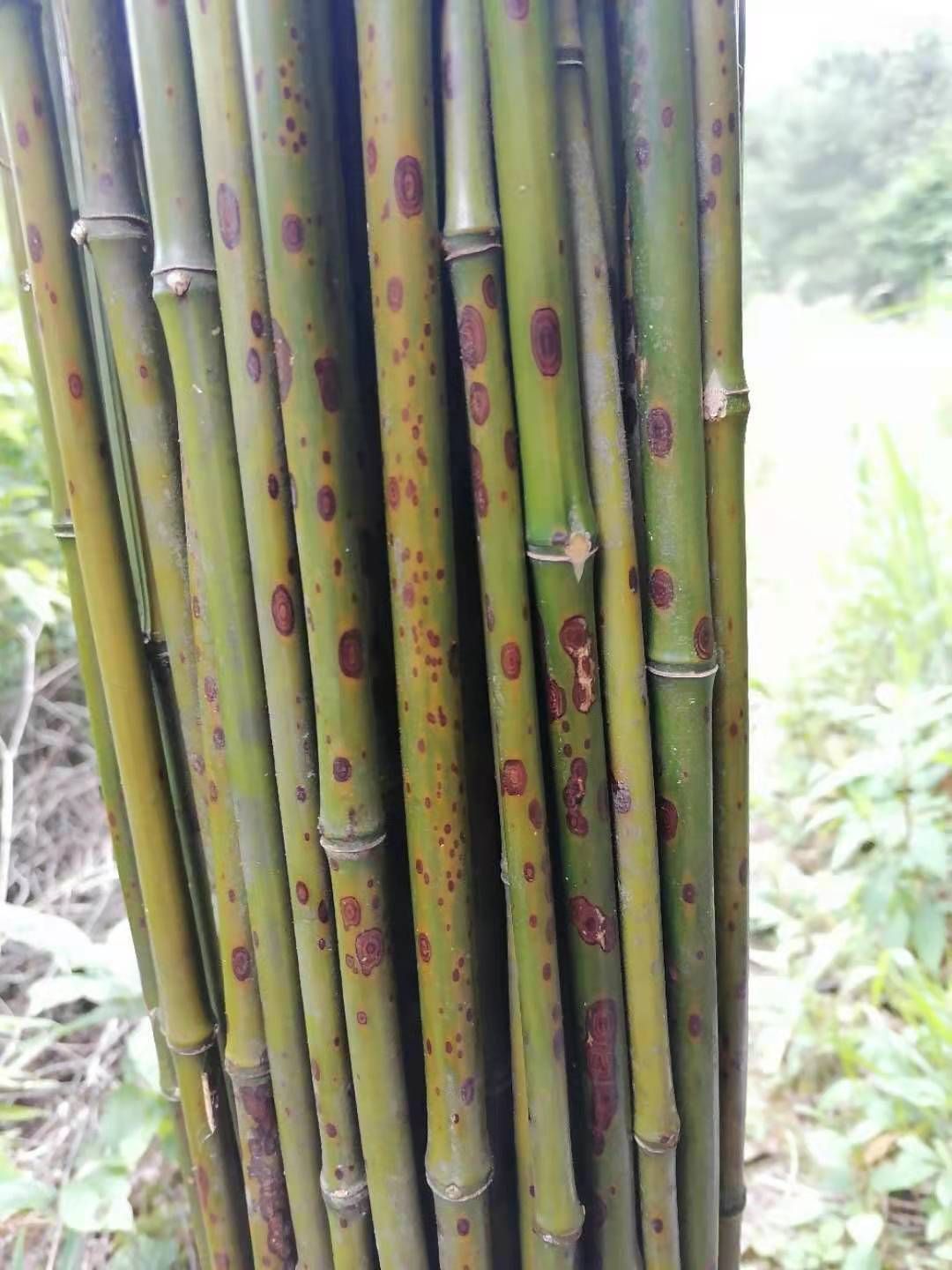 斑竹苗  梅鹿竹，斑竹，笛萧料，笔杆料，扇子料