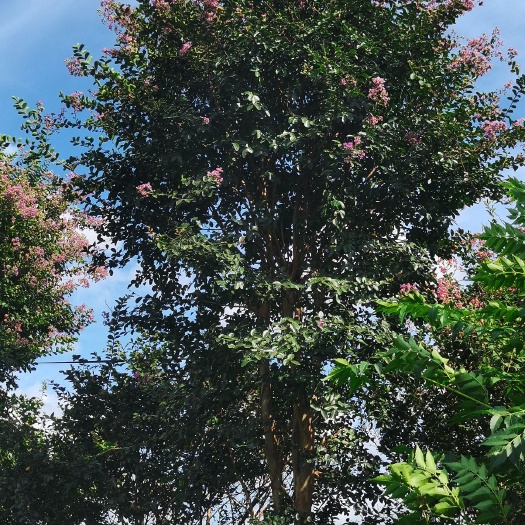 杭州红花紫薇  原生紫薇30年树龄