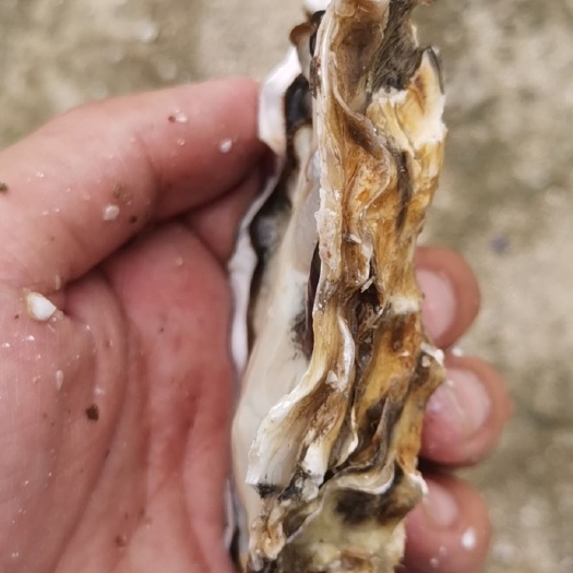 牡蛎  夏天专用三倍体，乳山生蚝，大连生蚝联盟供应商