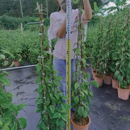  龙吐珠