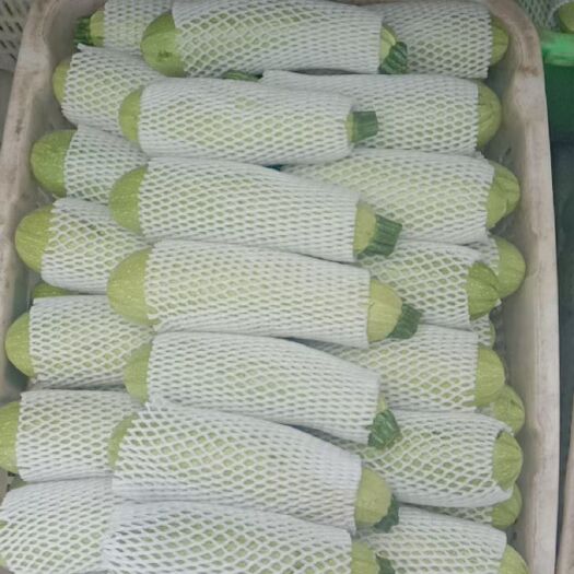 定西西葫芦 高原夏菜价格稳定产量充足