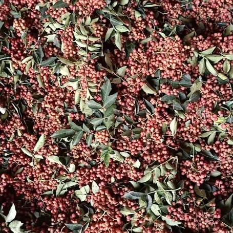 渭南 花椒新鲜花椒大红袍花椒