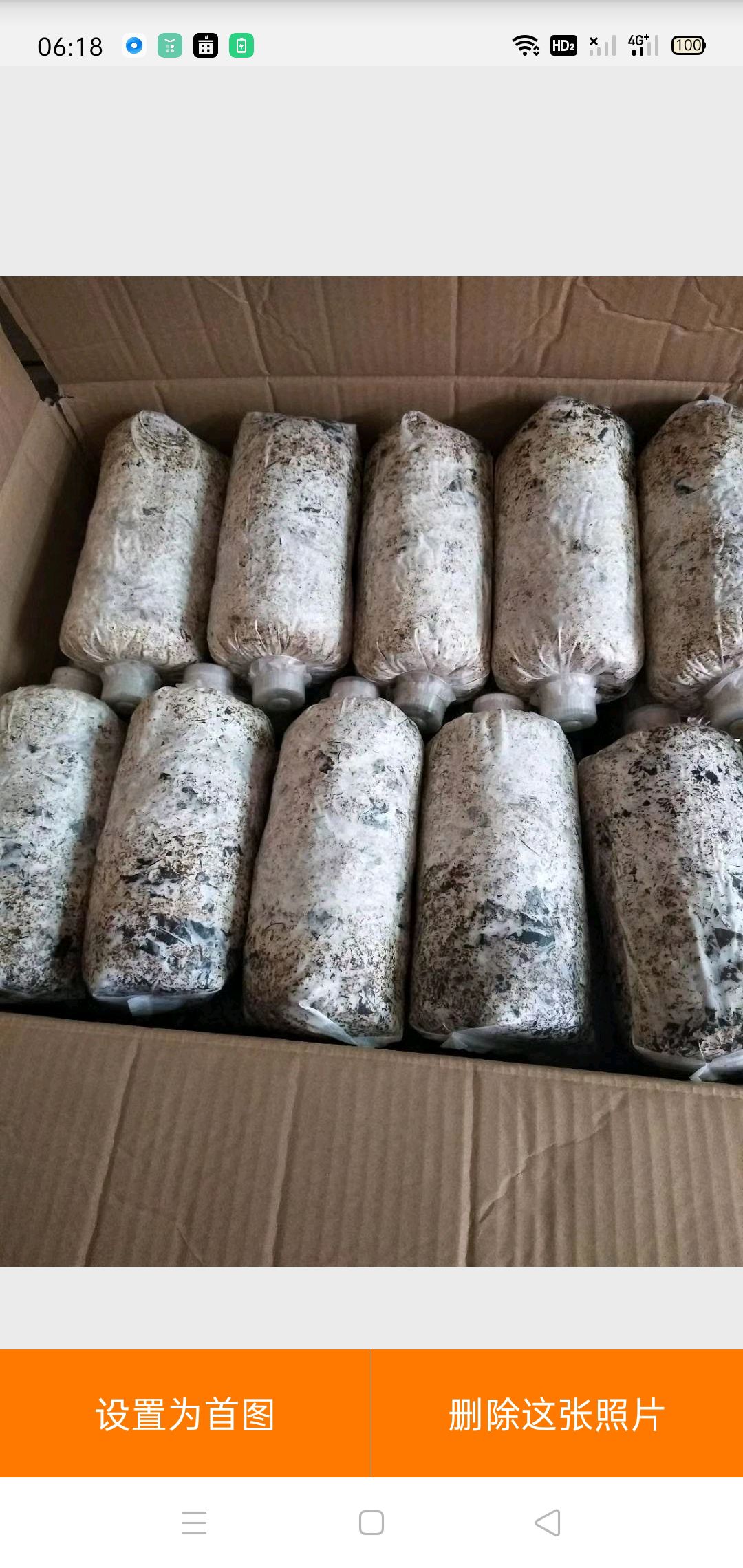 天麻蜜环菌种  陕西汉中宁强密环菌菌种，萌发菌菌种厂价直销量