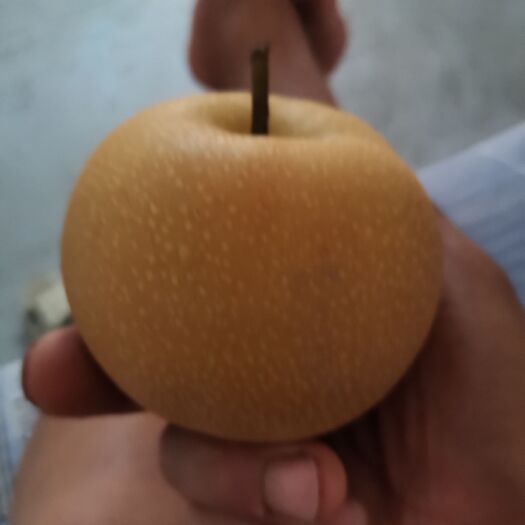  秋月梨马上上市了想要的老板抓紧了好货不等人