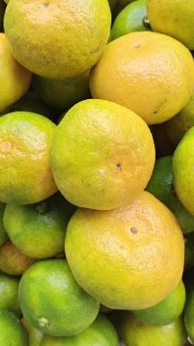 特早蜜桔 大丰 诗文等