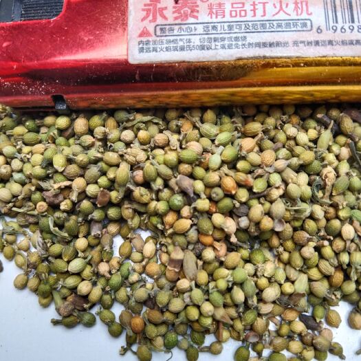 百蕊草种子，麦黄草种子，2025年纯新种子