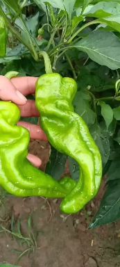 红泡椒  河南商丘大量现货供应各种精品辣椒，精品泡椒，