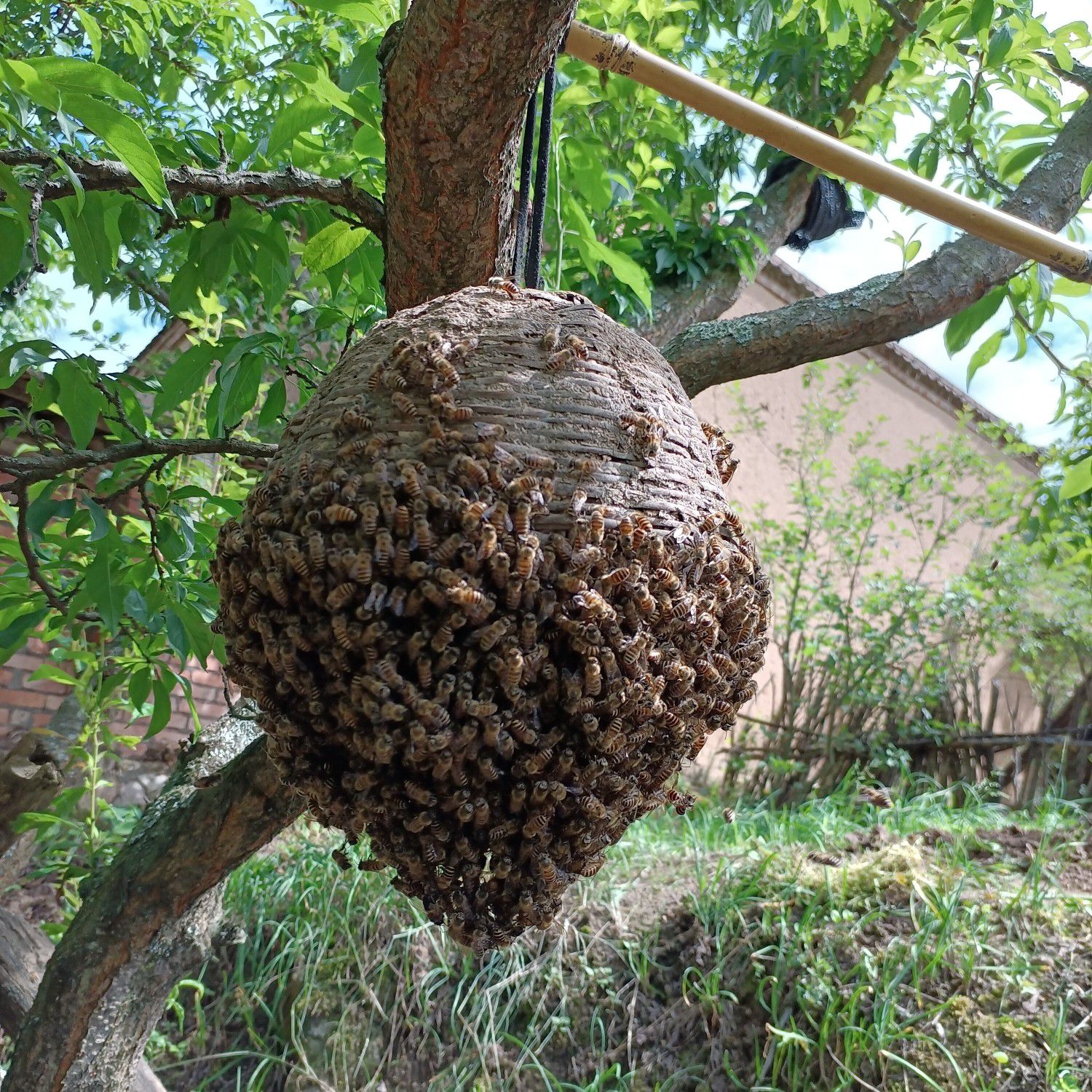 中华蜜蜂  秦岭深山中蜂群！健康旺盛群大！仔脾饱满！含糖量多！
