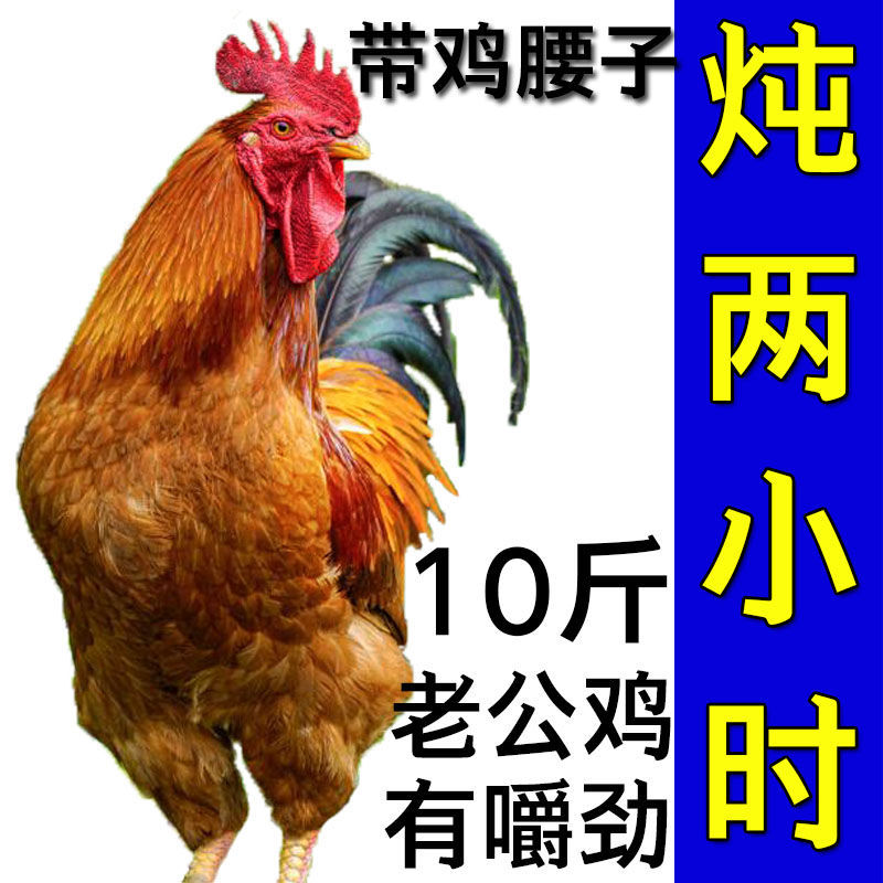 农家散养公鸡土鸡煲汤