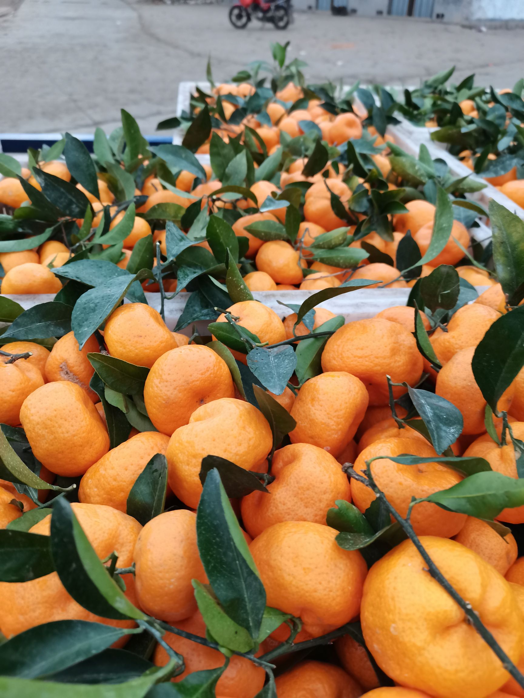 臭皮柑   江西南丰蜜广棉桔