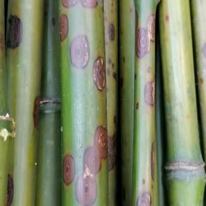 斑竹苗  梅鹿竹，斑竹，笛萧料，笔杆料，扇子料