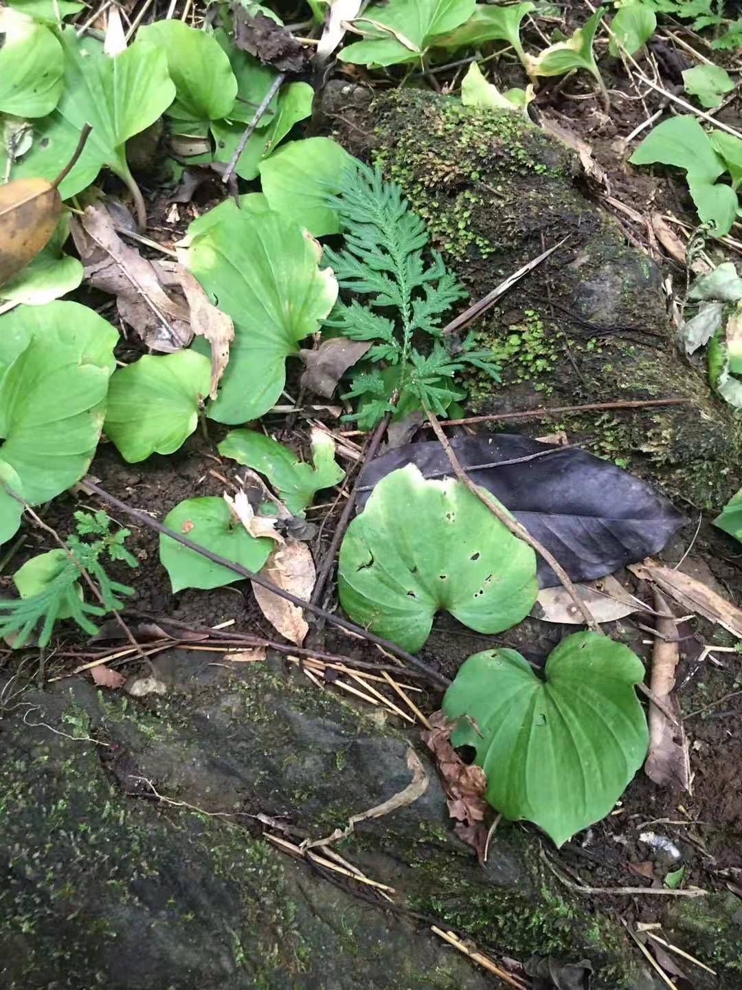  青天葵
