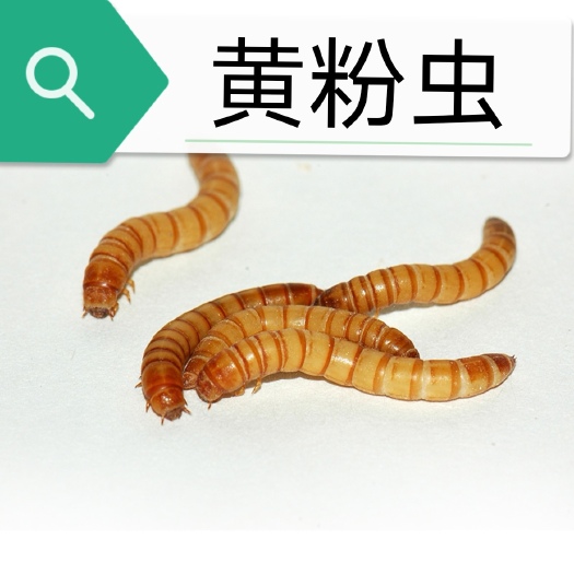 亳州包邮批发黄粉虫全规格一件代发活虫，虫干一件代发