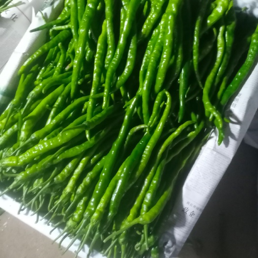 商丘线椒  鲜辣椒基地 大量供应 有需要的老板联系我