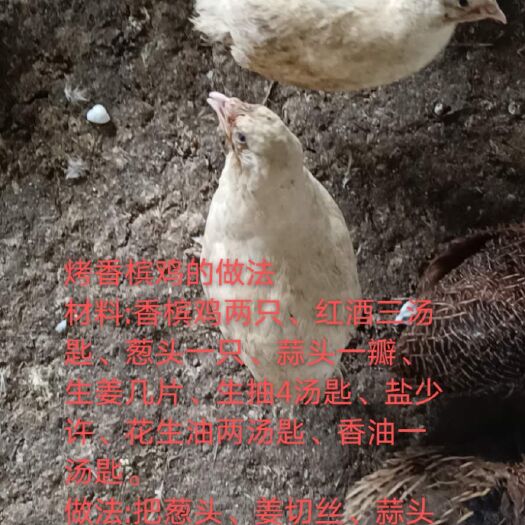 清远鹌鹑 香槟鸡