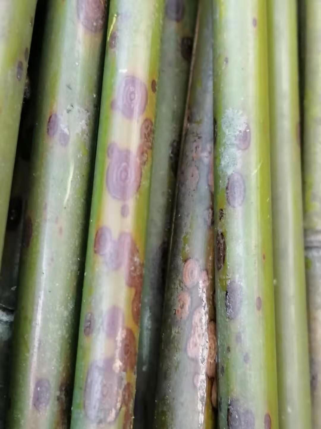 斑竹苗  梅鹿竹，斑竹，笛萧料，笔杆料，扇子料