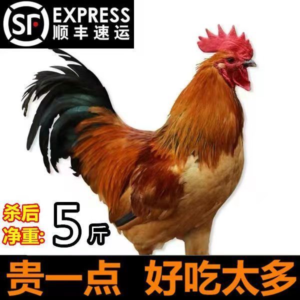 农家散养公鸡土鸡煲汤