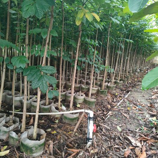 普宁市 火焰木