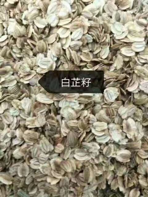 亳州白芷籽