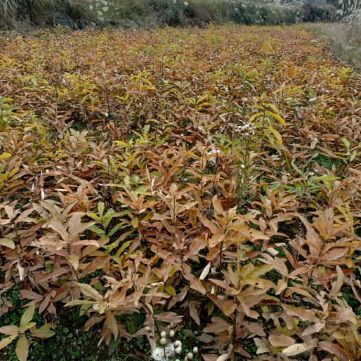 丹寨县红麻栎