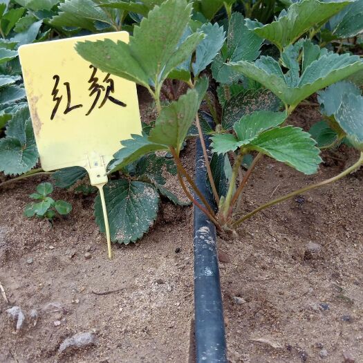 泰安红颜草莓苗 建岳草莓苗基地 红颜 章姬圣诞红隋珠妙香草莓苗